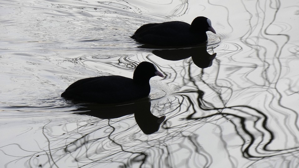 לוקי נגד לוקי ווייב נגד בילי 2 – מכשירי עיסוי פרוסטטה